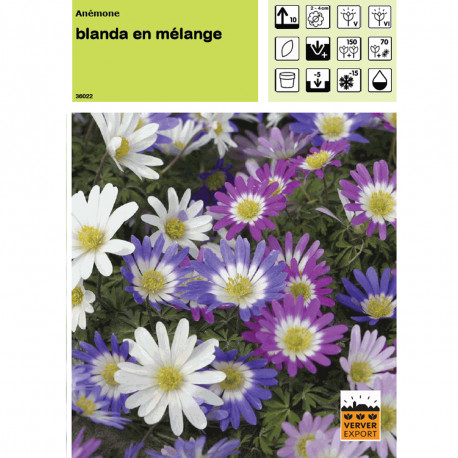 Anémone blanda en mélange