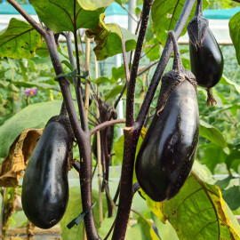Aubergine Black Stream F1