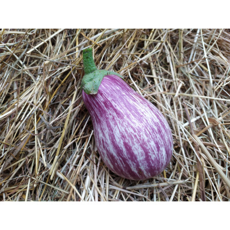 Aubergine Calliope F1