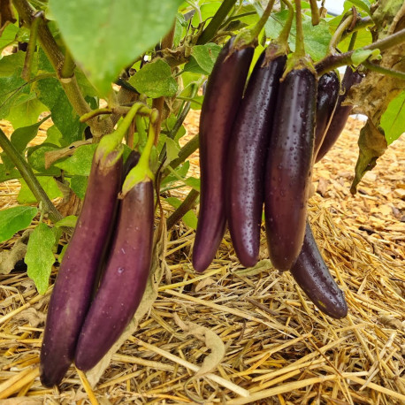 Aubergine Violet Knight F1