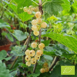 Plant de groseillier Blanka Bio
