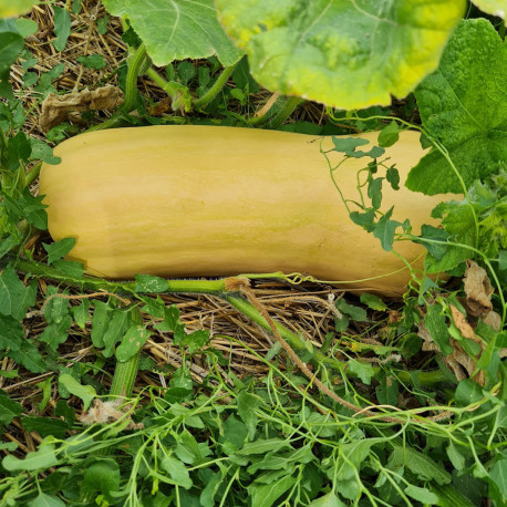 Courge butternut Atlas F1