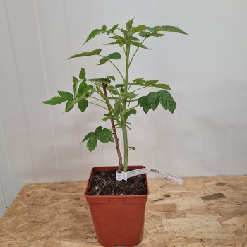 Plant de framboisier Meeker (pot 2 L)