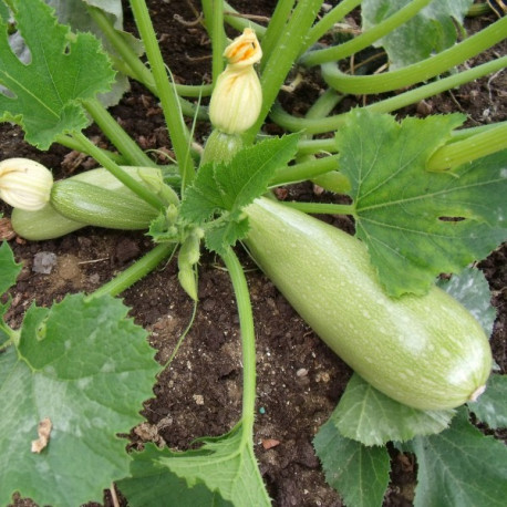 Courgette Lorea F1