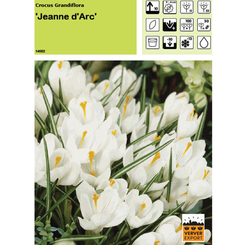 Crocus Jeanne d'arc