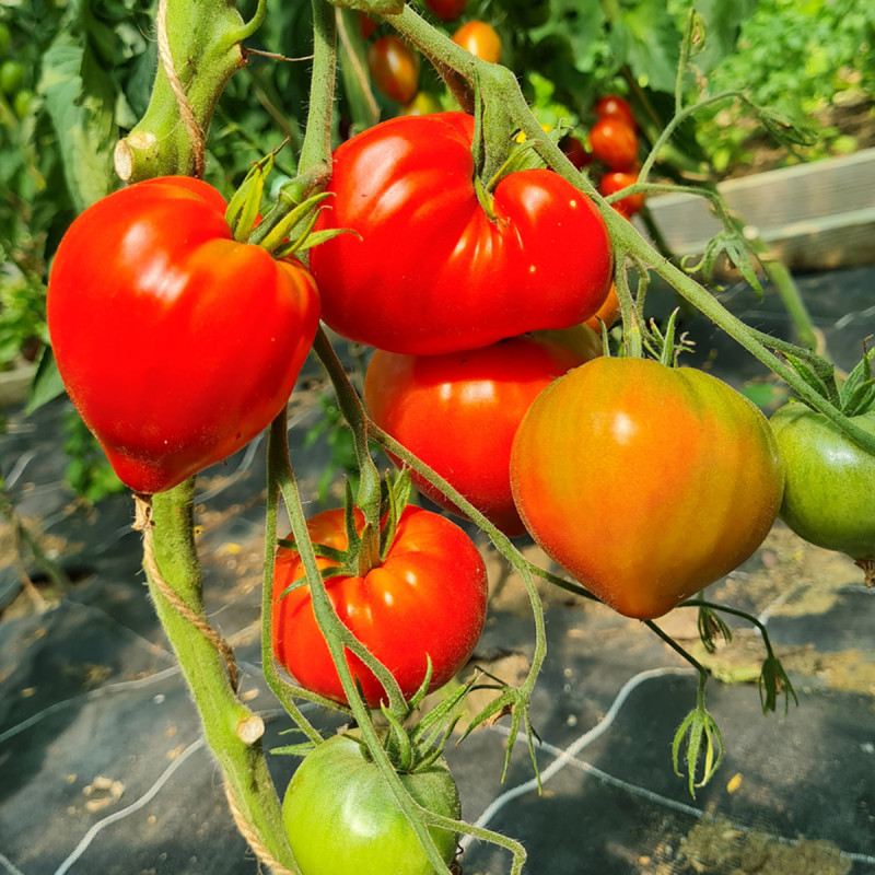 Tomate Coeur de boeuf graine semence bio, vente au meilleur prix