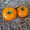 Tomate Yellow Gold F1