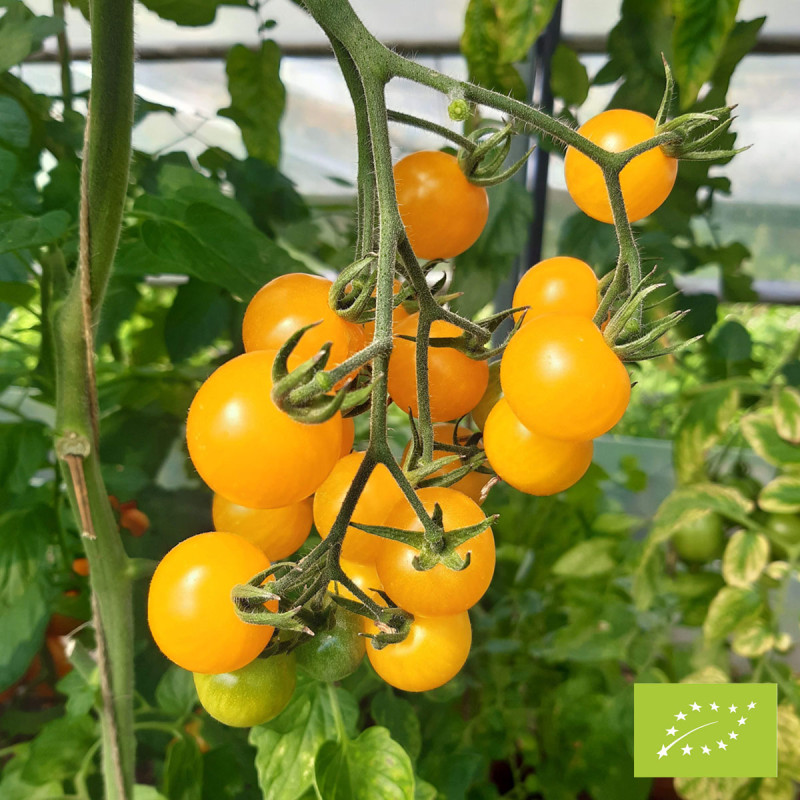 Tomate Dorada Bio