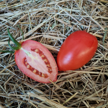 Tomate Atyliade F1