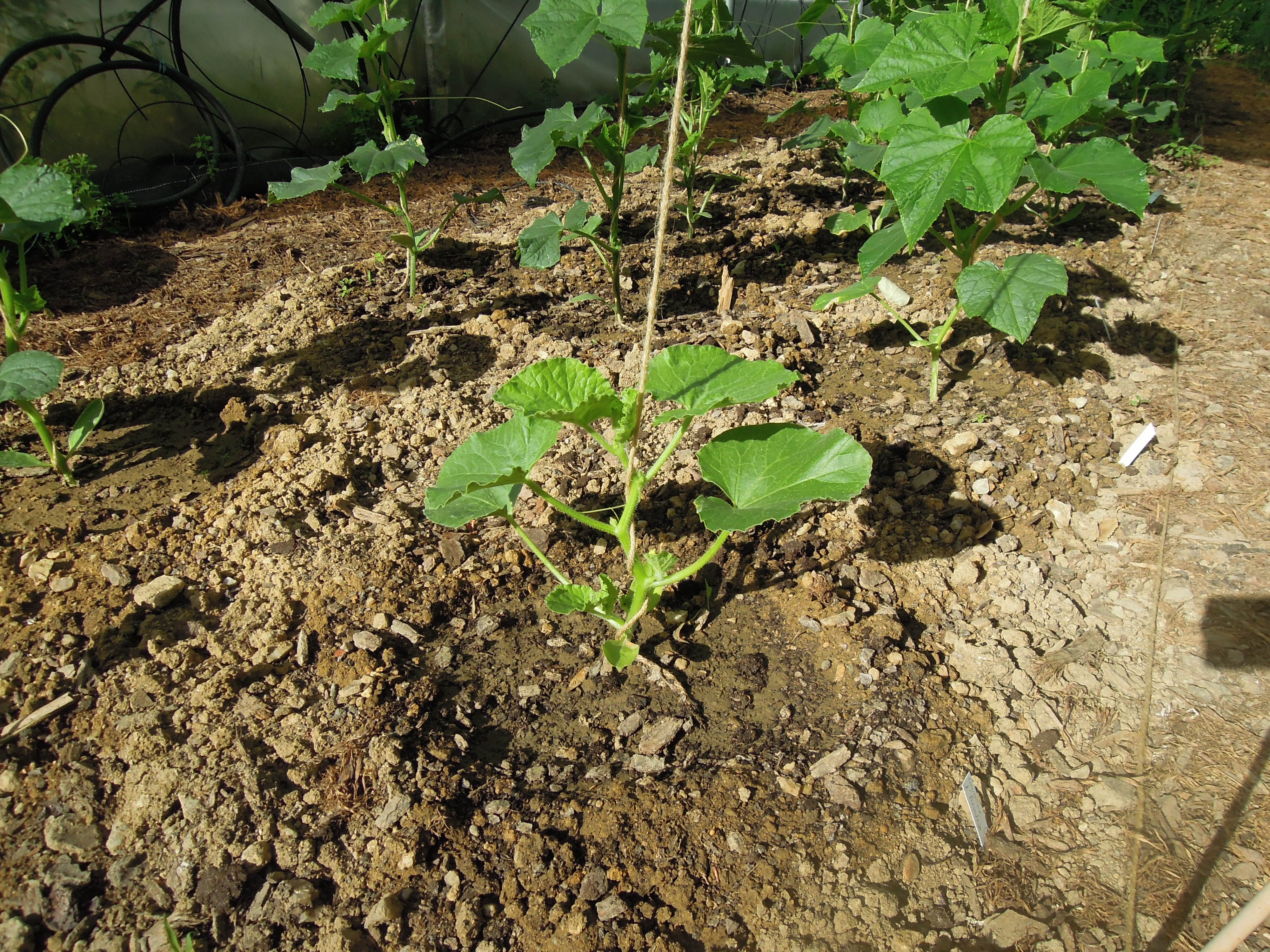 plant de concombre en pleine terre