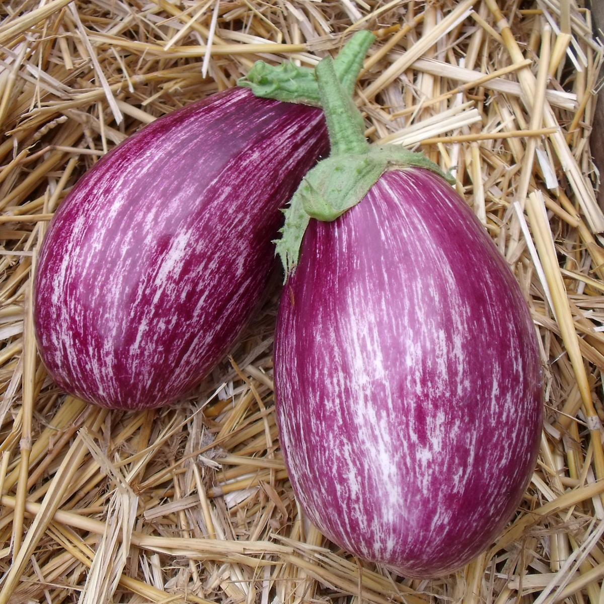 aubergines variété Tsakoniki Bio