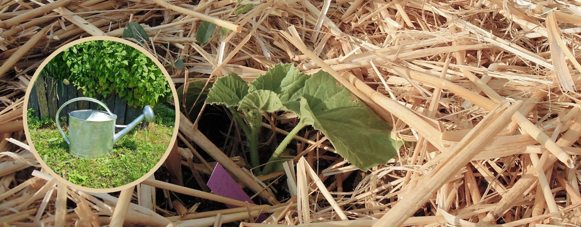 L'arrosage des melons au potager : conseils et astuces