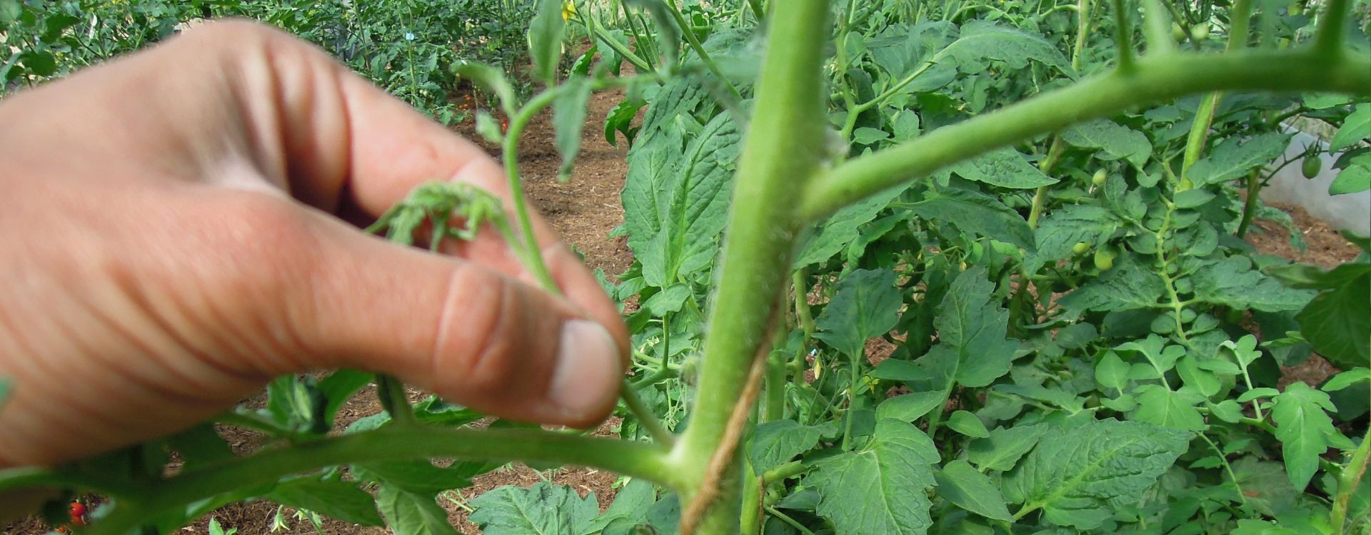La taille de la tomate au Jardin d’Essai