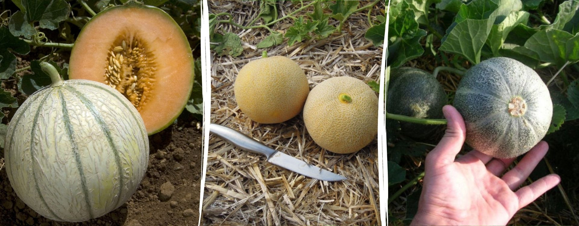 Comment récolter et conserver le melon ?